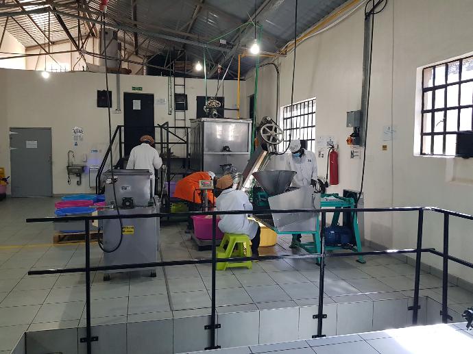 Processing Processing Tortillas
